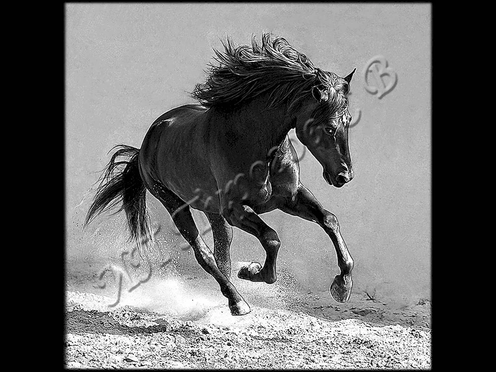 Horse painting