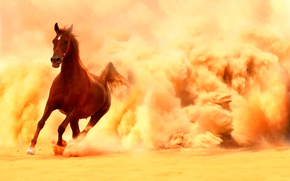 Horses on the desktop