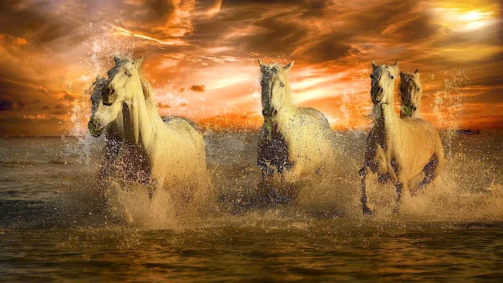 Horse running