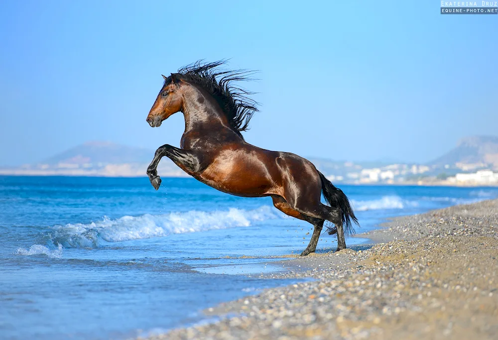 Horses at sunset