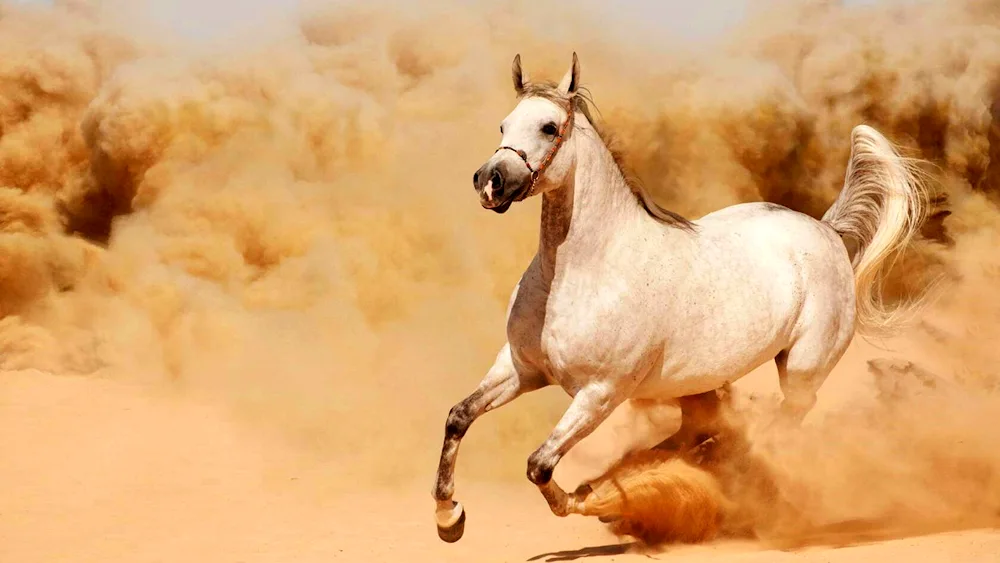 Arabian racehorse