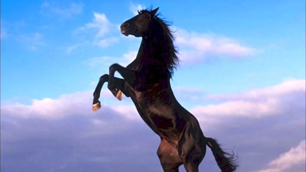 Wild Mustang