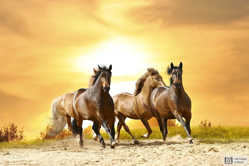 Arabian race horse Mustang