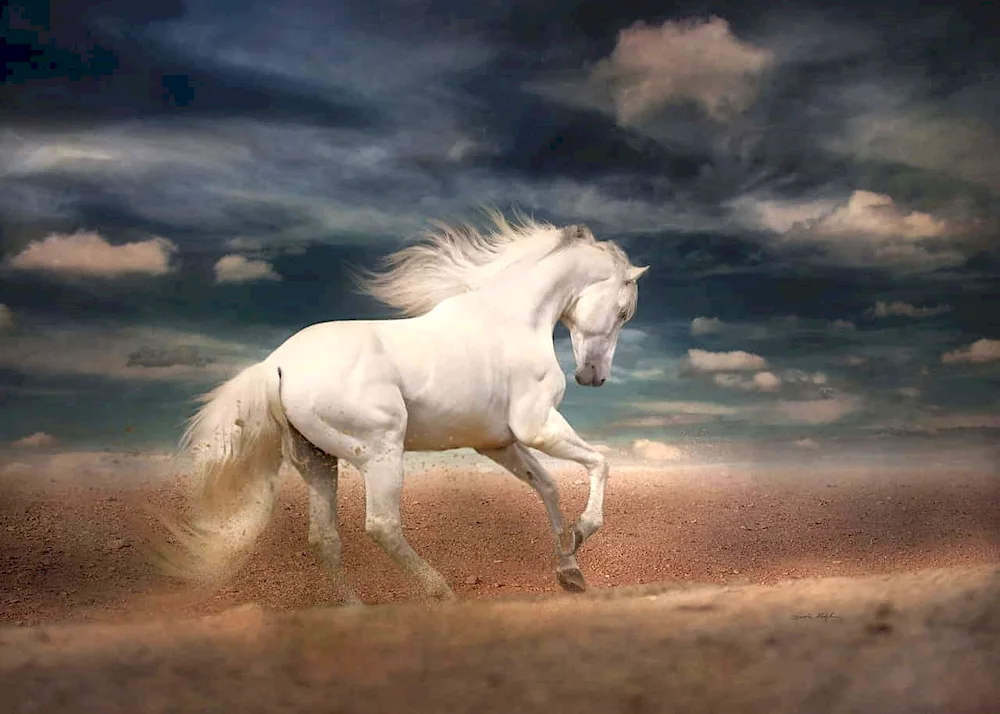 Friesian albino horse