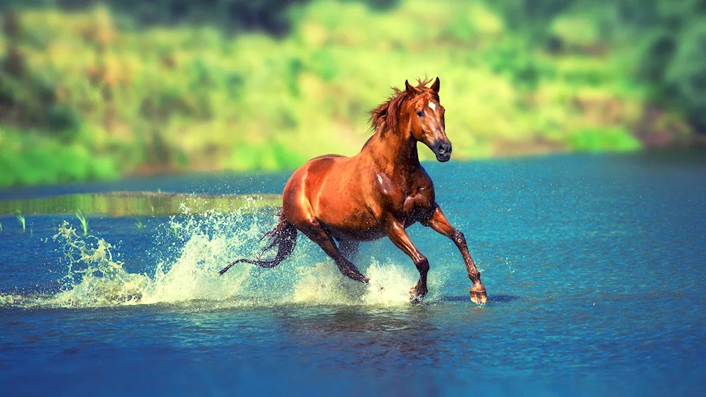 Red Mustang