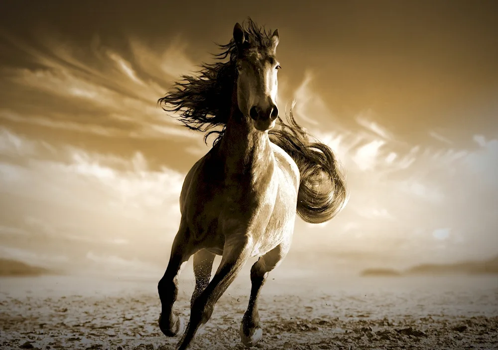 Beautiful horses Horses