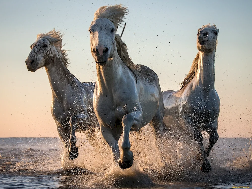 Pegius Mustang horse