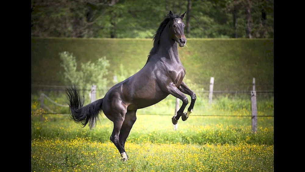 Wild Mustang horse on the rack