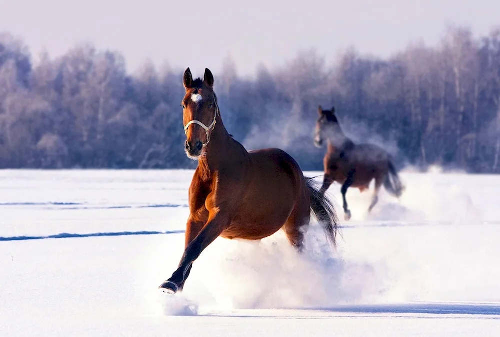 Horse in winter