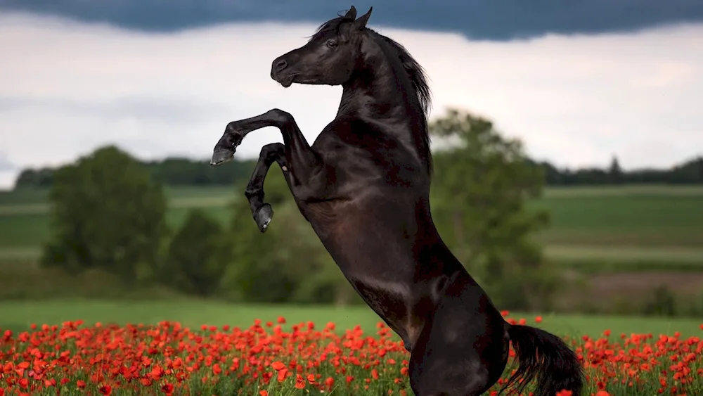 Chestnut horse Mustang