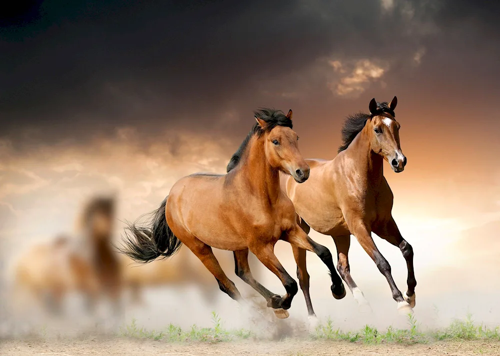 Arabian race horse Mustang