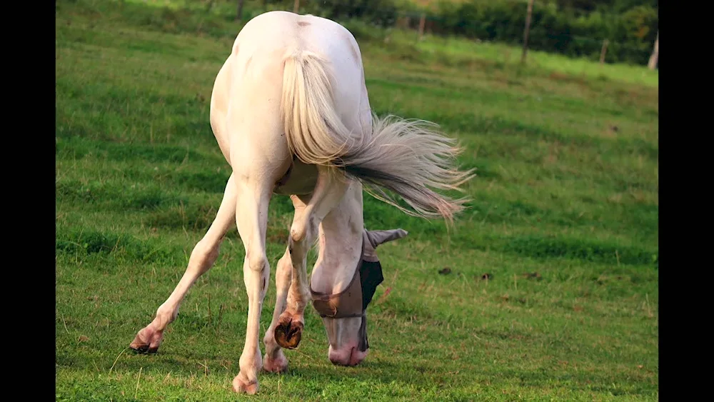 Horse ponytail