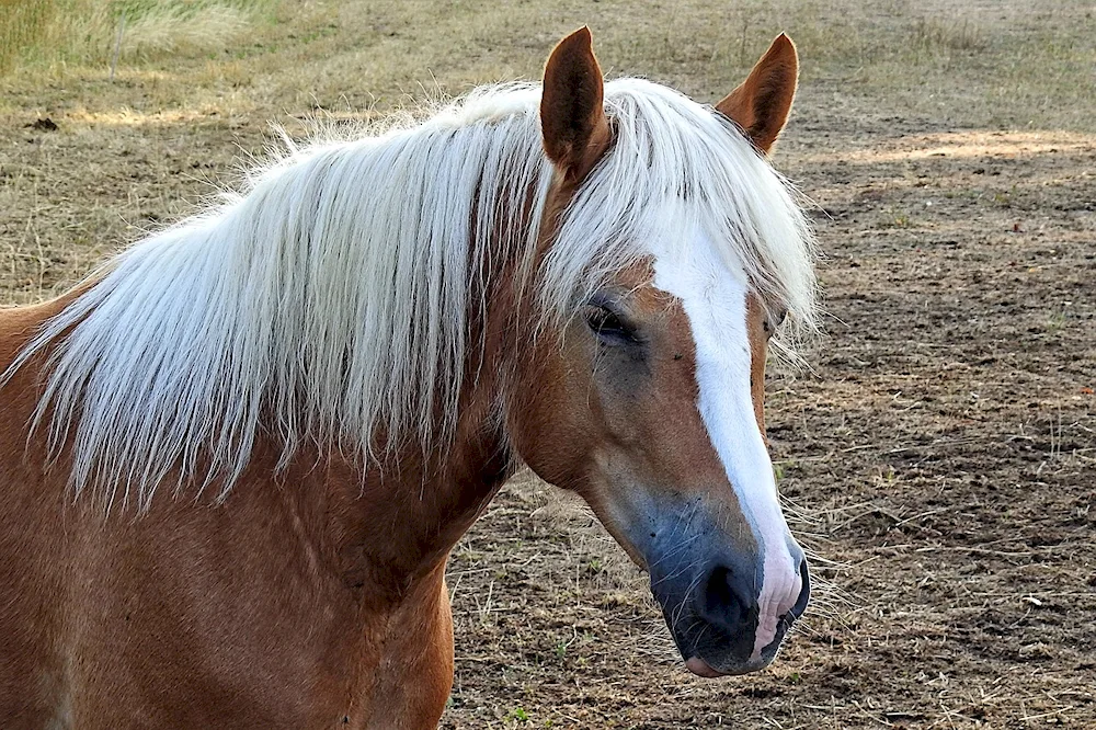 Horse mane