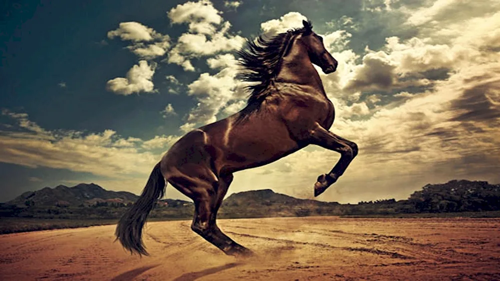 Horse on the puffs