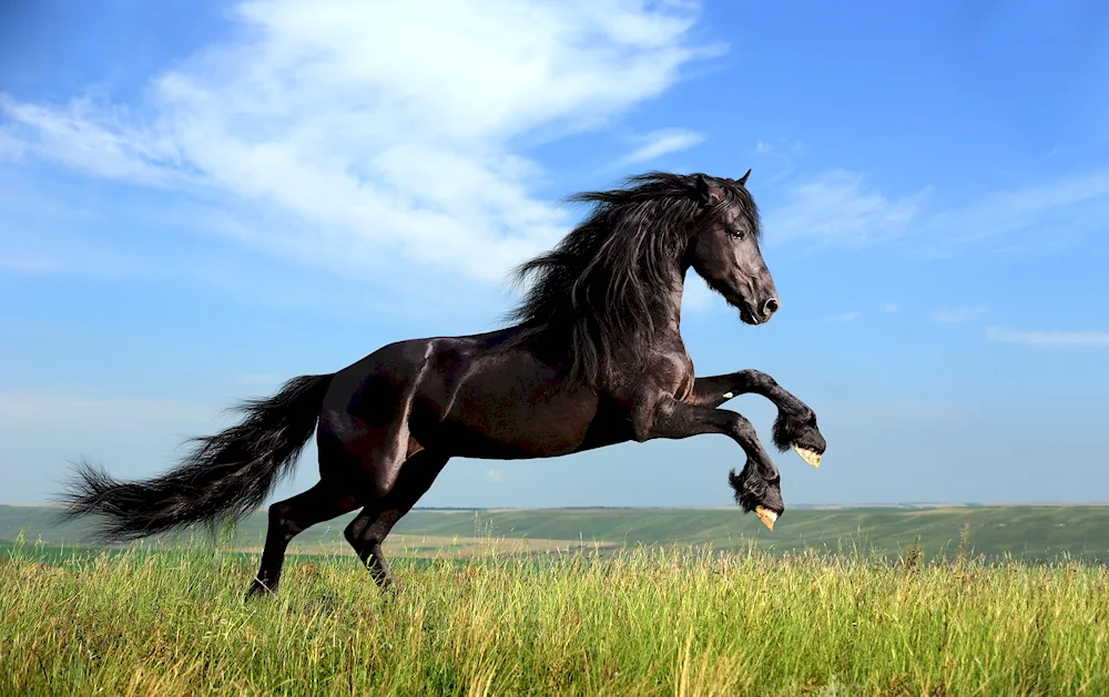 Beautiful horse