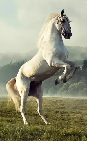 Horse on the puffs