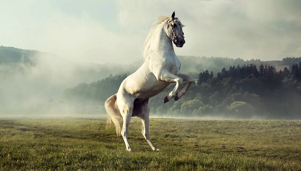 Horse on the puffs