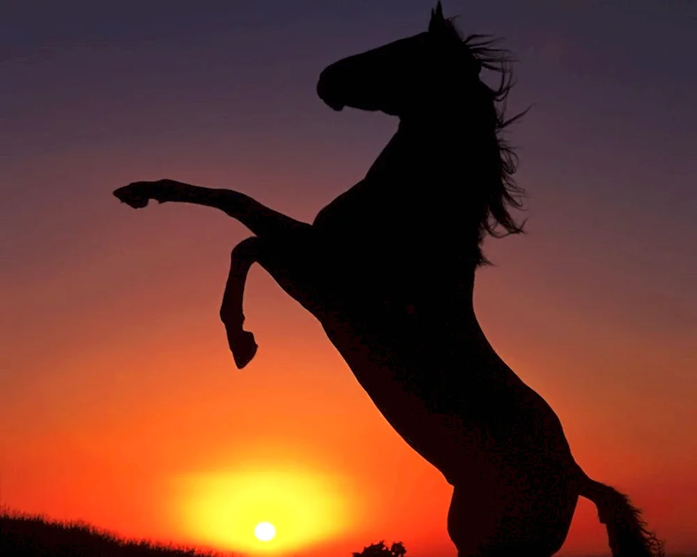 Akhal-Teke horse