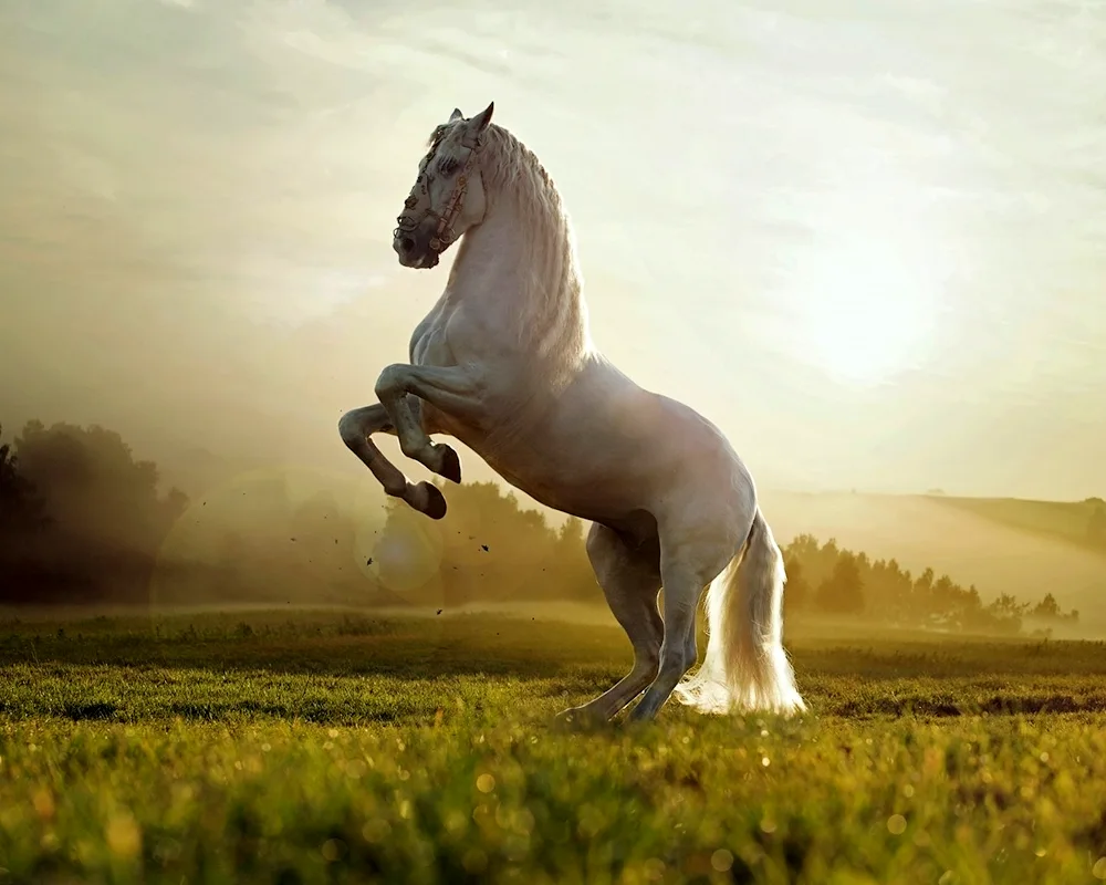Crow Mustang