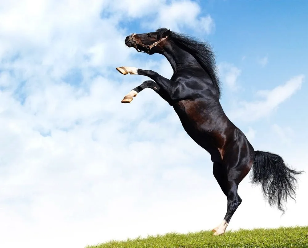 Horse on the rack