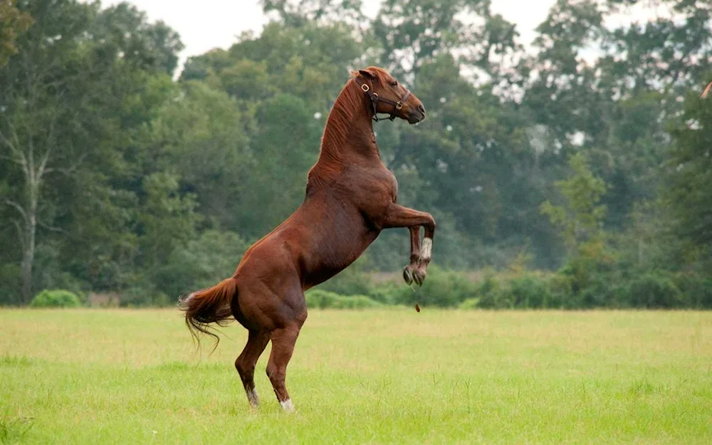 Horses for desktop computer