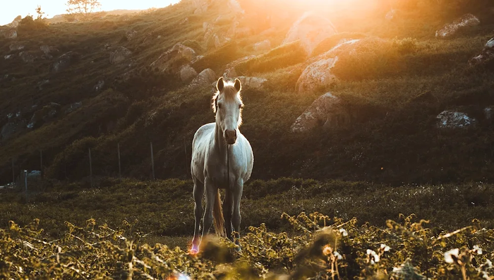 Horse against the background of mountains