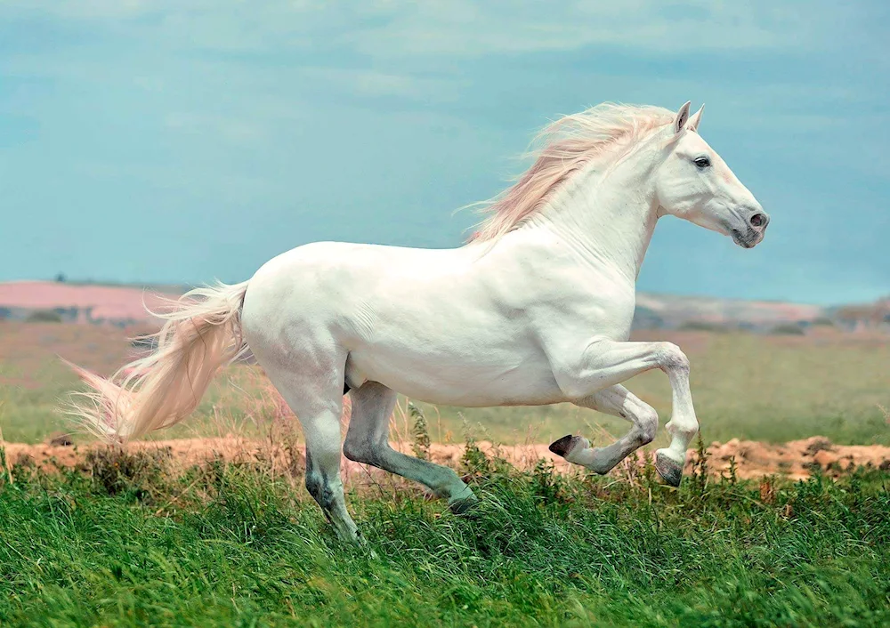 Running Mustang