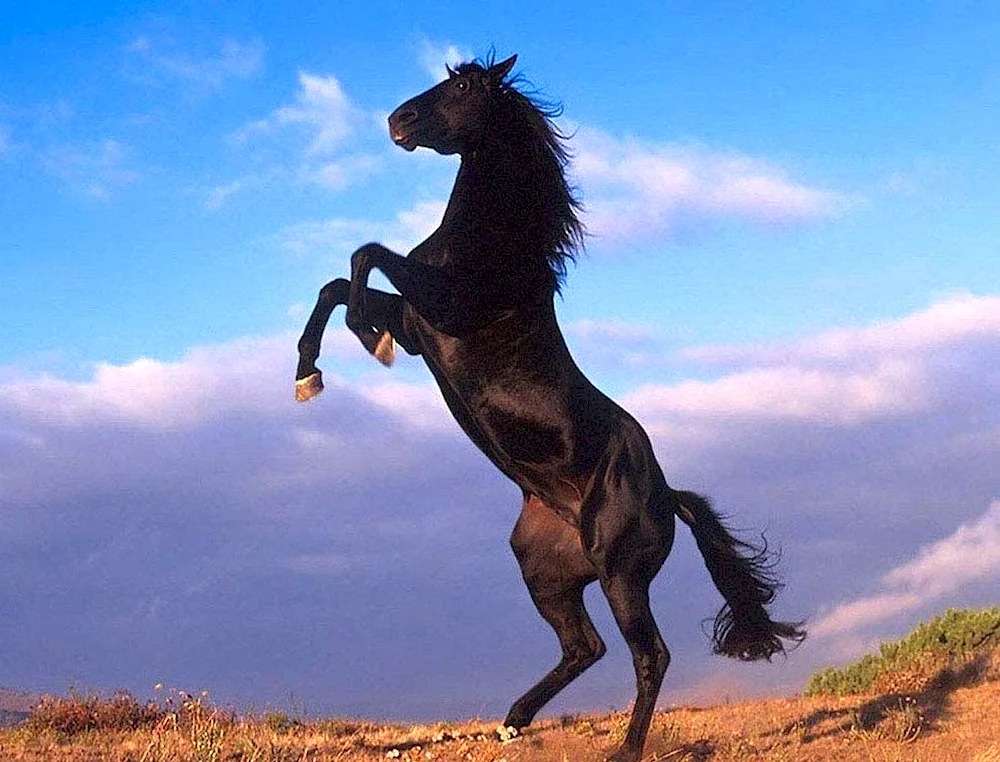 Mustang pacer horse