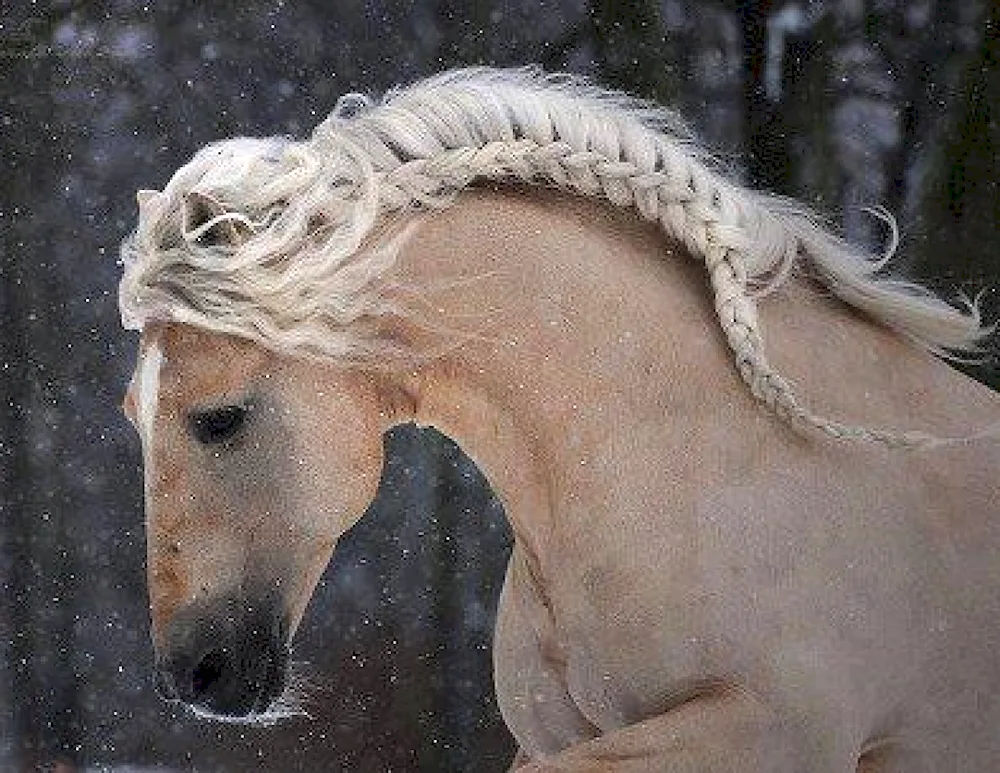 Horse with braided mane