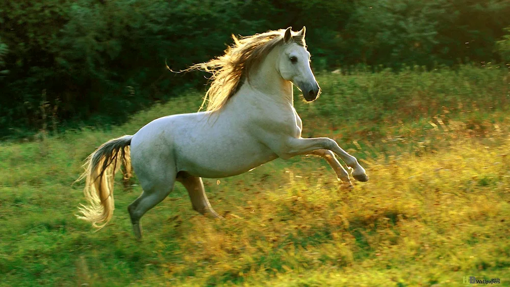 Mustang horse running