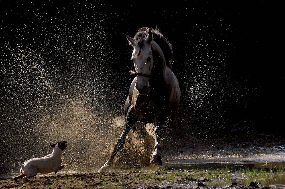 Two horses