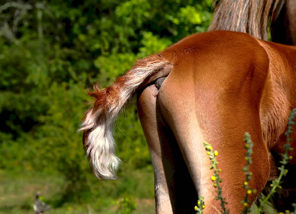 Horse ponytail