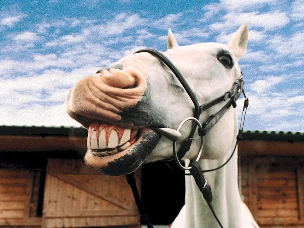 Funny horses