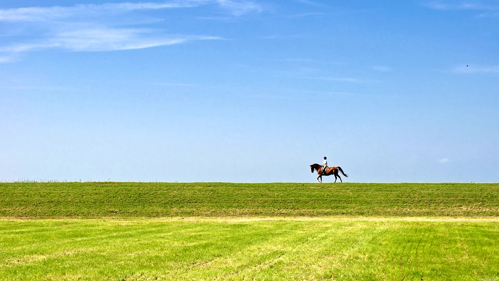 Horse in the field