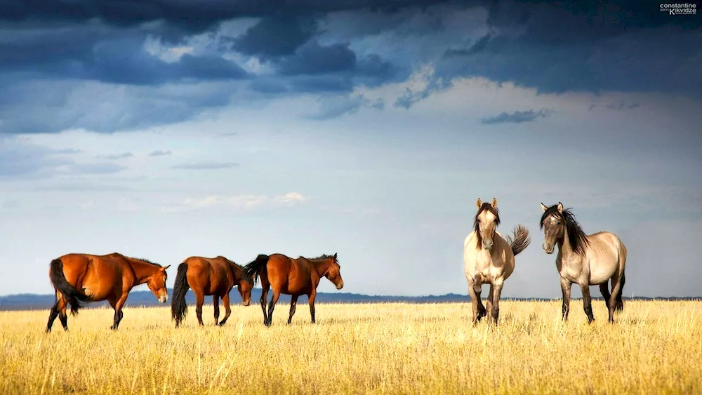 Kazakh lands