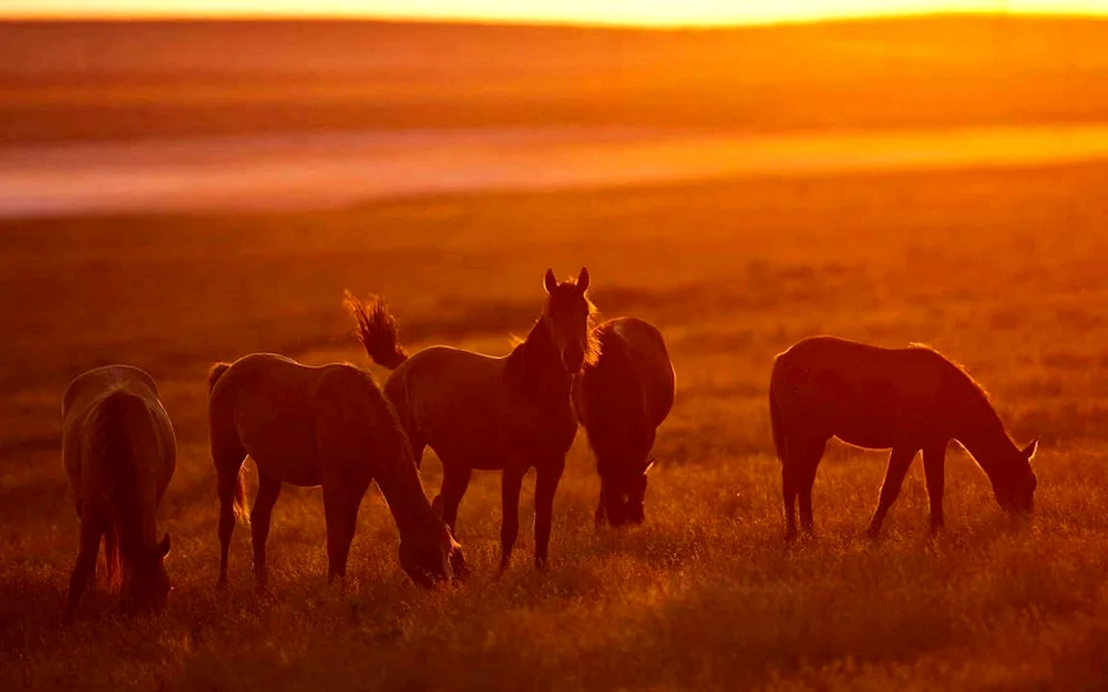 Horse in the field