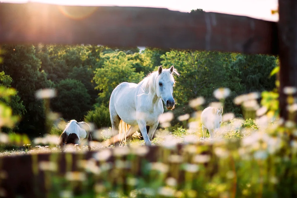 Horses in the field