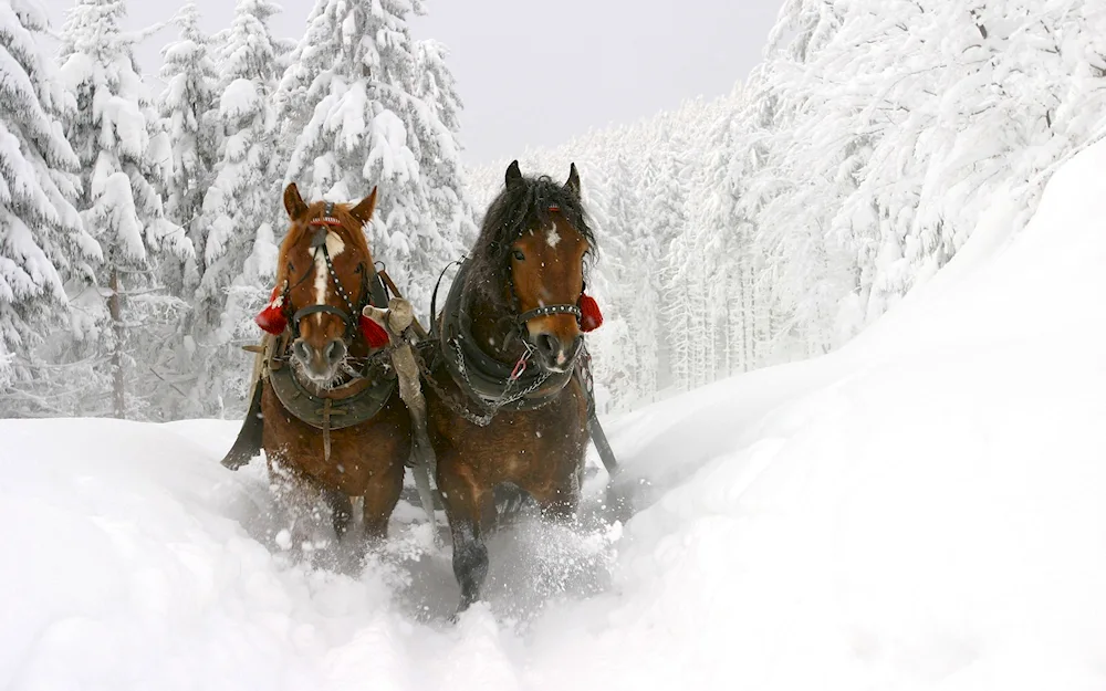 Horses in snow