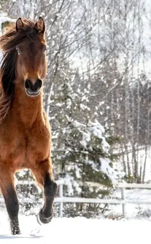 Horse in winter