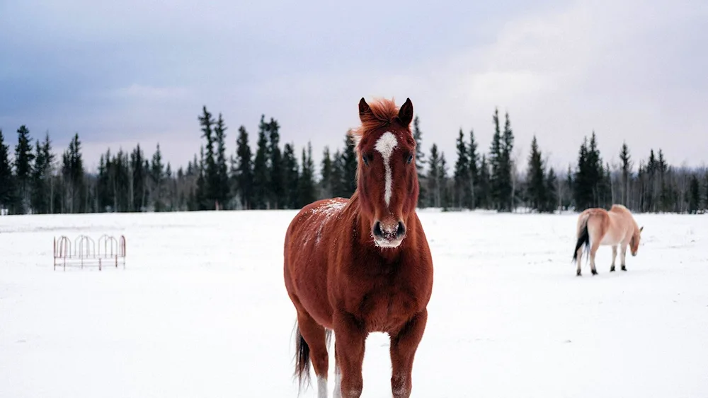 Horse in winter