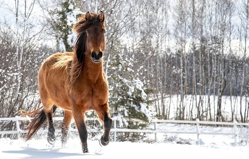 Wild Mustang Horse winter