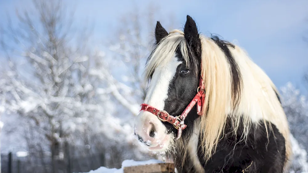 Horses in winter