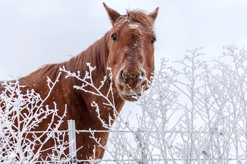 Horses in winter