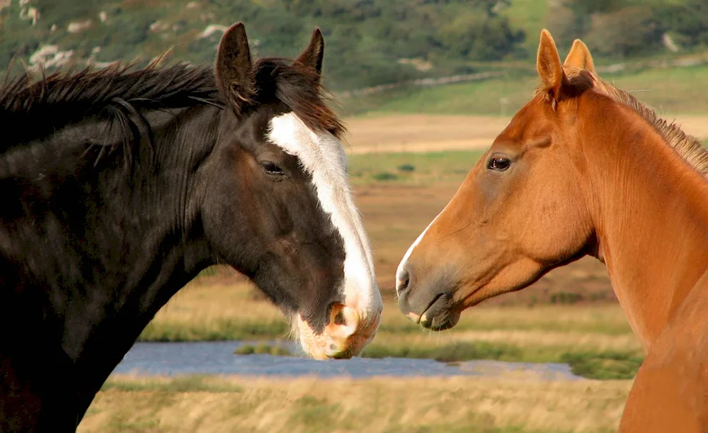 Horses