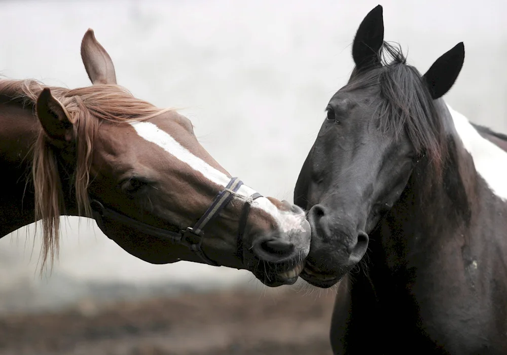 Beautiful horses