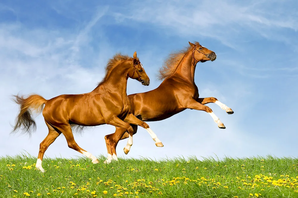Horses