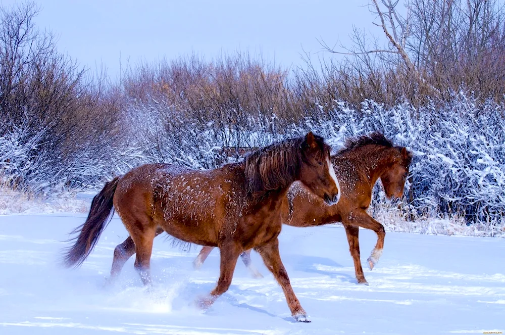 Wild Mustang Horse winter