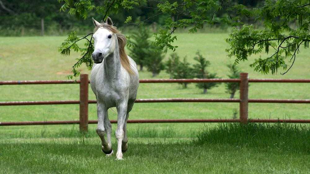 Horses