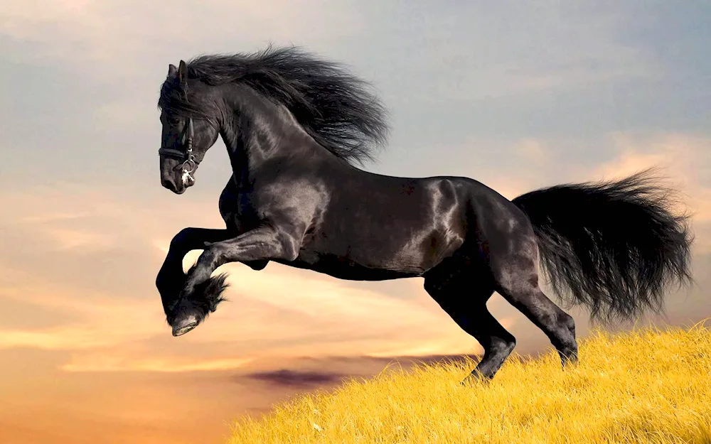 Crow Mustang pacer