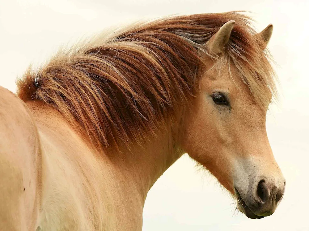 Wallpapers horse mane macro